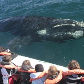 TRAS LAS HUELLAS DE LA FAUNA MARINA EN PENÍNSULA VALDES