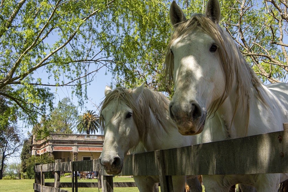 SAN ANTONIO DE ARECO - FINDE CAMPESTRE - Image 10
