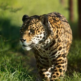 EXPERIENCIA IBERA EN RINCÓN DEL SOCORRO