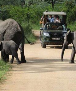 Alternative view of SUDAFRICA DESLUMBRANTE Y SUS SAFARIS CAUTIVADORES
