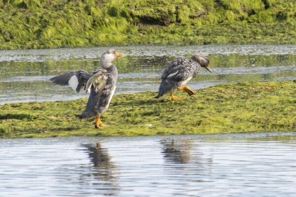 Patagonia Azul Experiencia Costera - Chubut