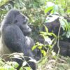 UGANDA: HUELLAS DE GORILAS Y CHIMPANCES