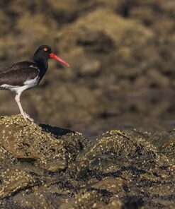 Alternative view of LAS GRUTAS: UN PARAÍSO PATAGÓNICO POR EXPLORAR