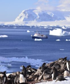 Alternative view of AVENTURA AUSTRAL: ANTÁRTIDA Y MALVINAS