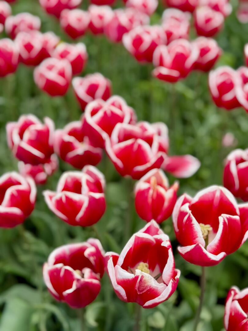 DESCUBRE LA MAGIA DE LOS TULIPANES, LAGOS Y MONTAÑAS EN EL SUR - Image 4