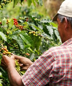Alternative view of COLOMBIA ENTRE SABORES Y RITMOS