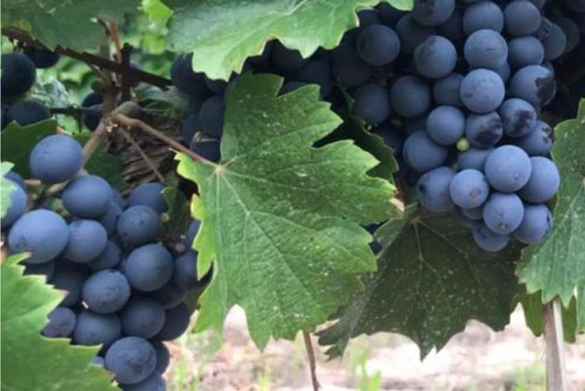 MENDOZA: SABORES Y CULTURA DEL VINO - Imagen 5