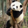 CHINA EXOTICA - PANDAS Y AVATAR