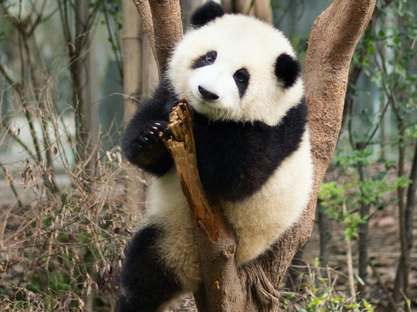 CHINA EXOTICA - PANDAS Y AVATAR