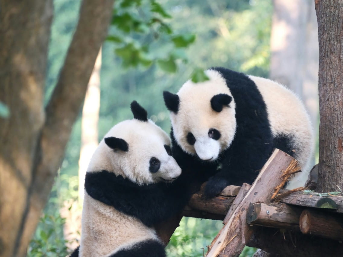 CHINA EXOTICA - PANDAS Y AVATAR - Imagen 8