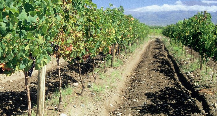 MENDOZA Y SAN RAFAEL: ENTRE VIÑEDOS Y MONTAÑAS - Imagen 5